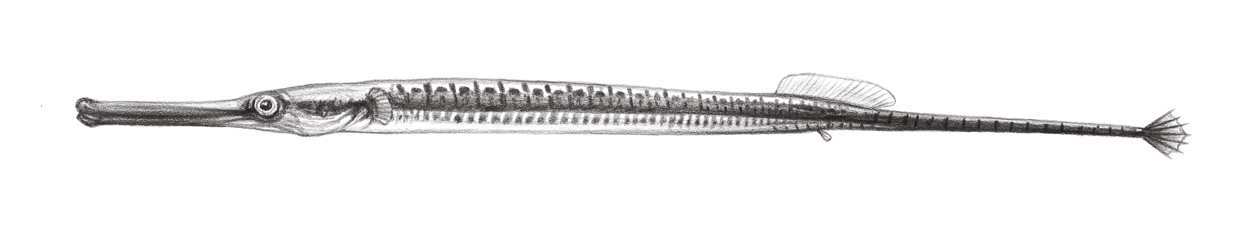 821.	寶珈槍吻海龍 Doryichthys boaja (Bleeker, 1851)