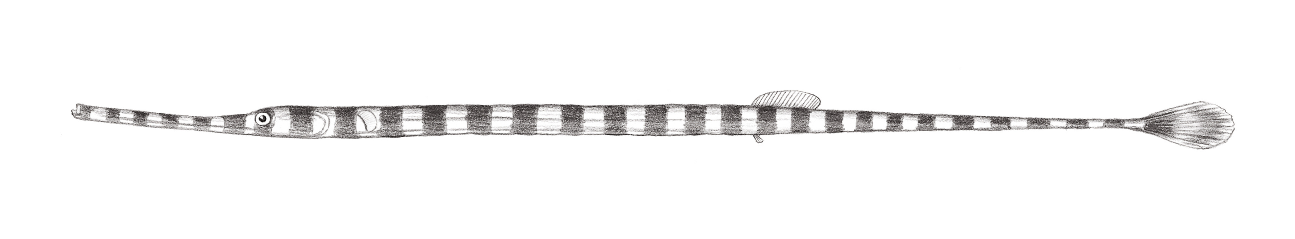 822.	帶紋矛吻海龍 Doryrhamphus dactyliophorus (Bleeker, 1853)