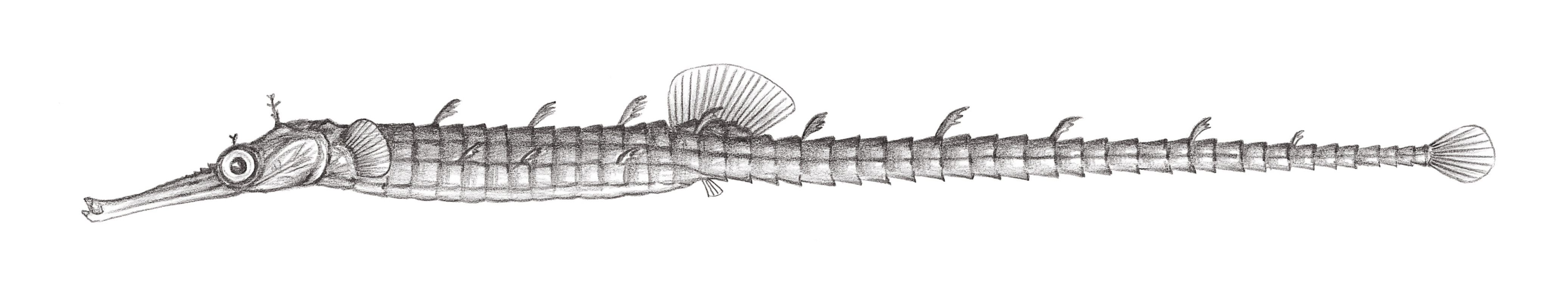 826.	巨吻海蠋魚 Halicampus macrorhynchus Bamber, 1915
