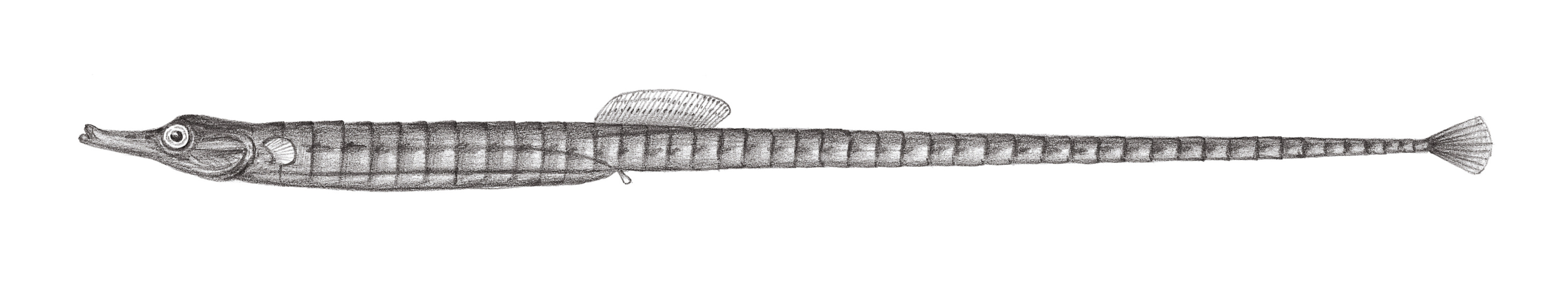 829.	藍點多環海龍 Hippichthys cyanospilus (Bleeker, 1854)