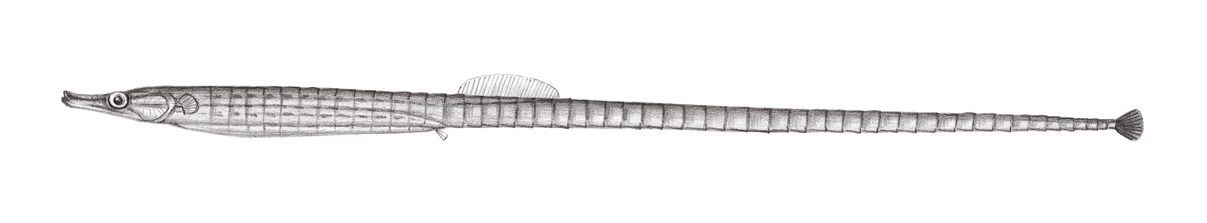 830.	七角多環海龍 Hippichthys heptagonus Bleeker, 1849