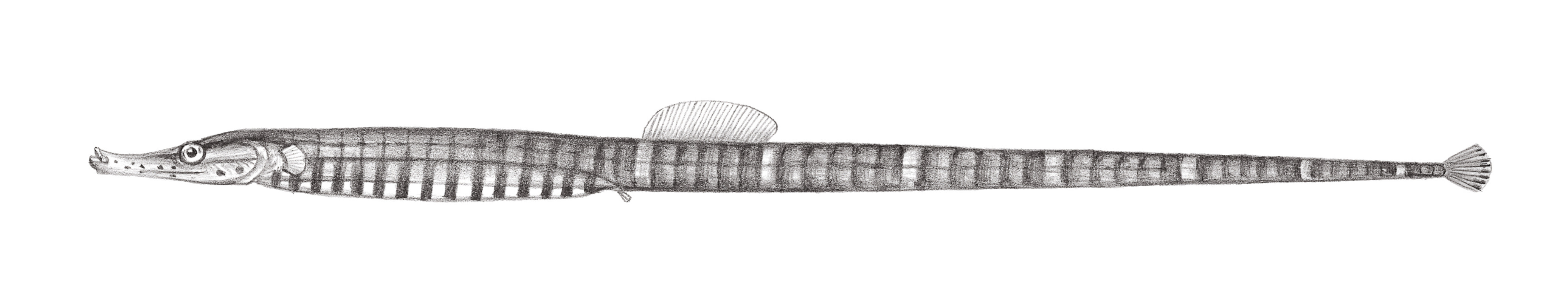 831.	橫帶多環海龍 Hippichthys spicifer (Rüppell, 1838)