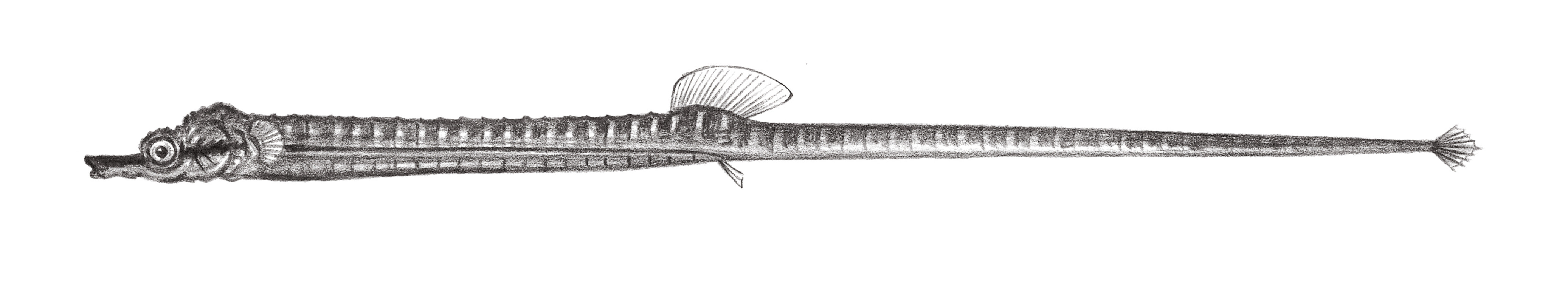 834.	印尼腹囊海龍 Microphis manadensis (Bleeker, 1856)