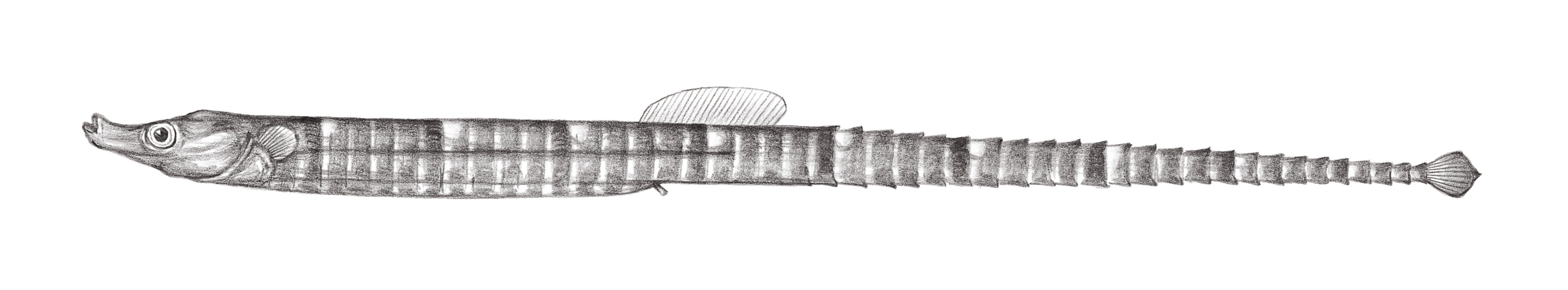 835.	黑錐海龍 Phoxocampus belcheri (Kaup, 1856)