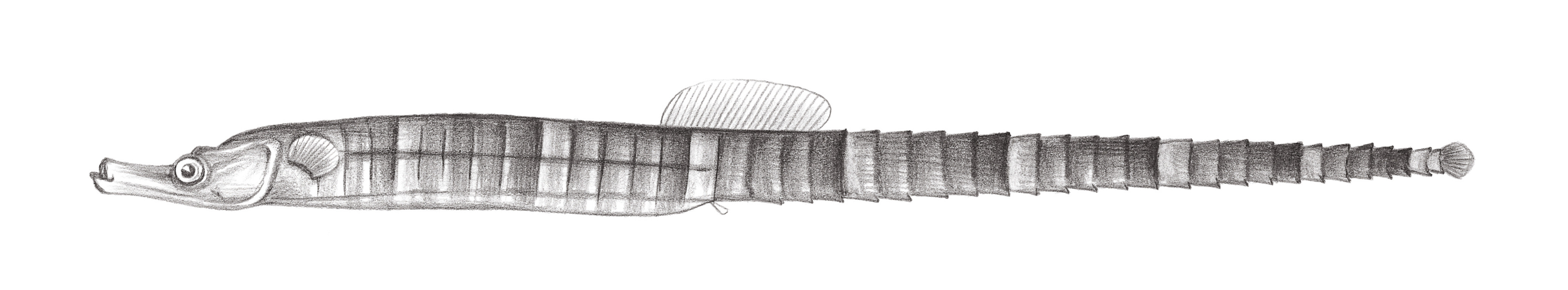 836.	橫帶錐海龍 Phoxocampus diacanthus (Schultz, 1943)
