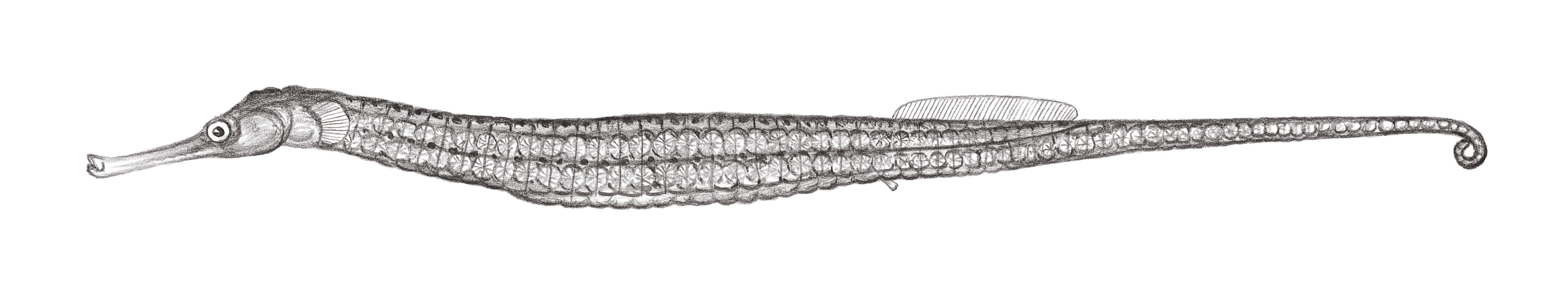 837.	哈氏刀海龍 Solegnathus hardwickii (Gray, 1830)