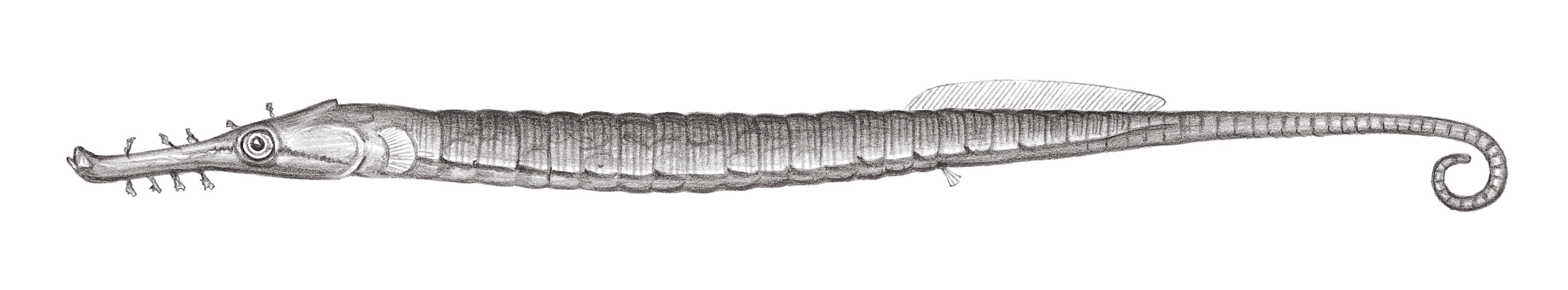838.	擬海龍 Syngnathoides biaculeatus (Bloch, 1785)