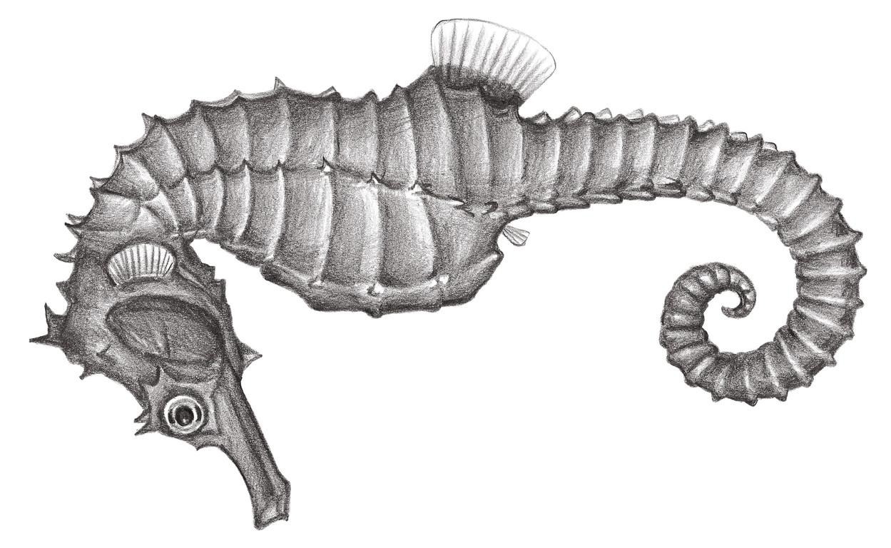 841.	棘海馬 Hippocampus erinaceus Günther, 1870