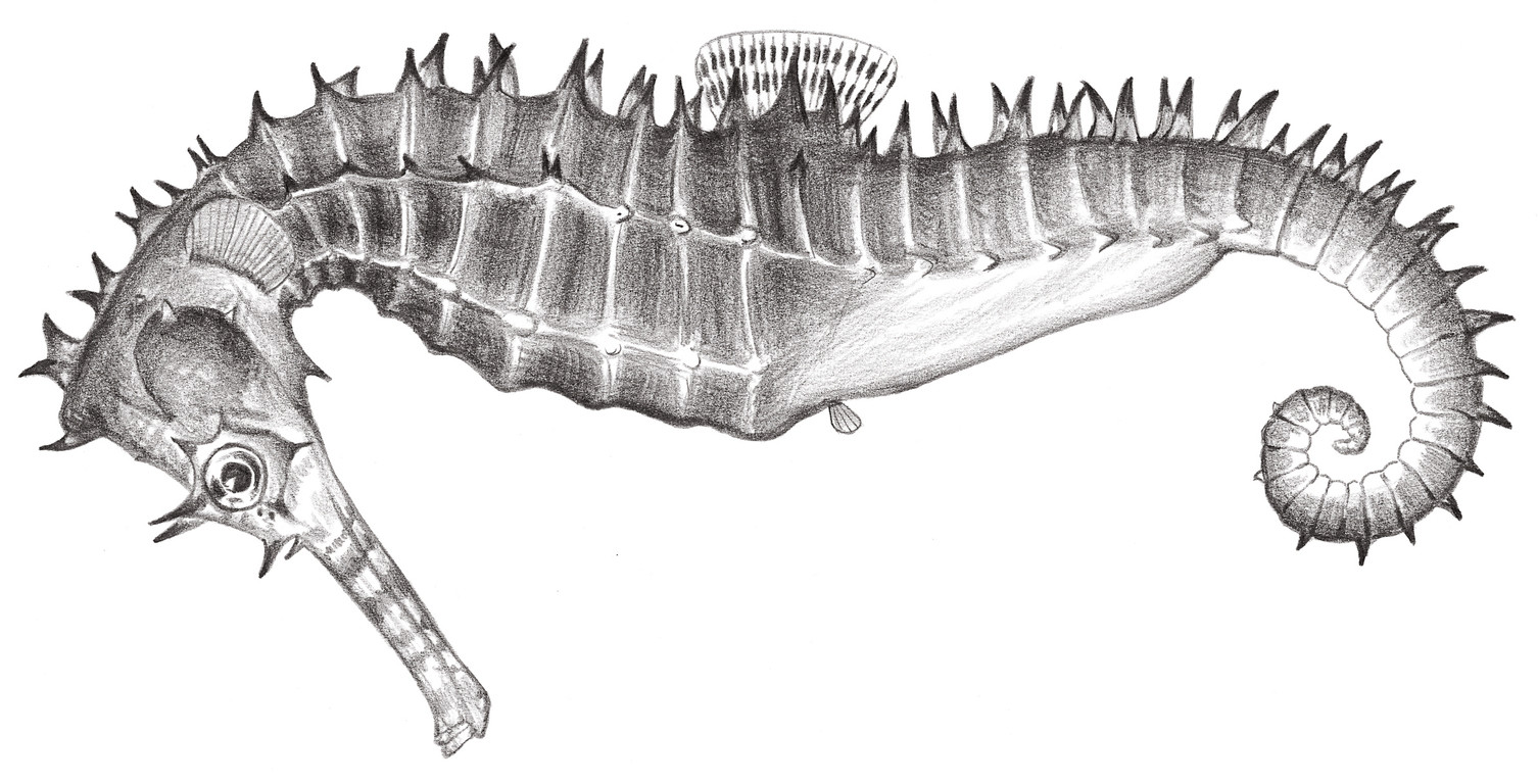 842.	刺海馬 Hippocampus histrix Kaup, 1853