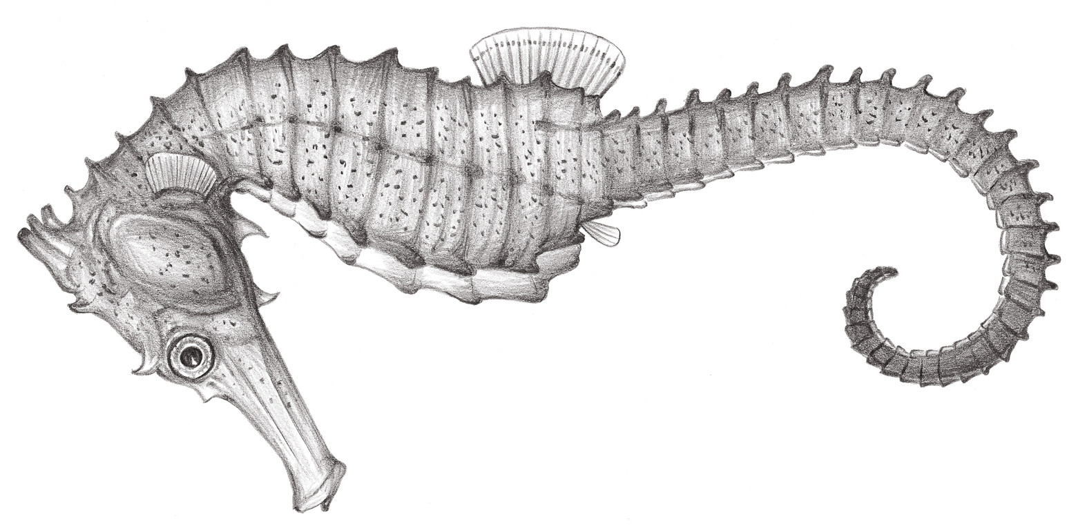 843.	庫達海馬 Hippocampus kuda Bleeker, 1852