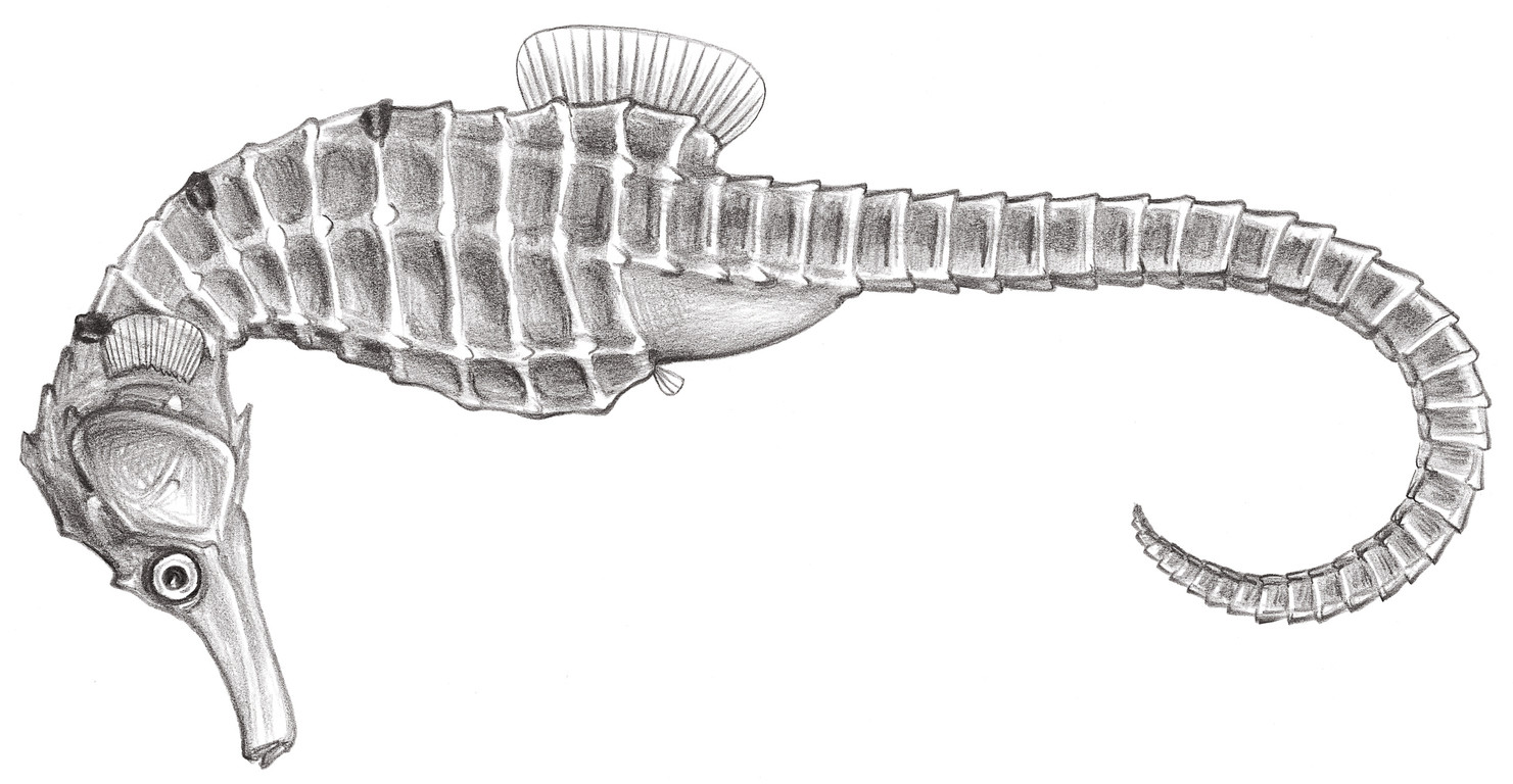 844.	三斑海馬 Hippocampus trimaculatus Leach, 1814