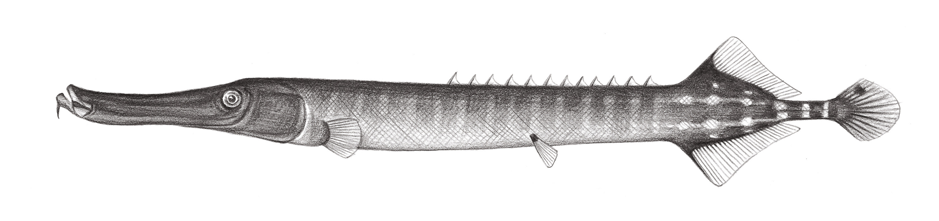 845.	中國管口魚 Aulostomus chinensis (Linnaeus, 1766)