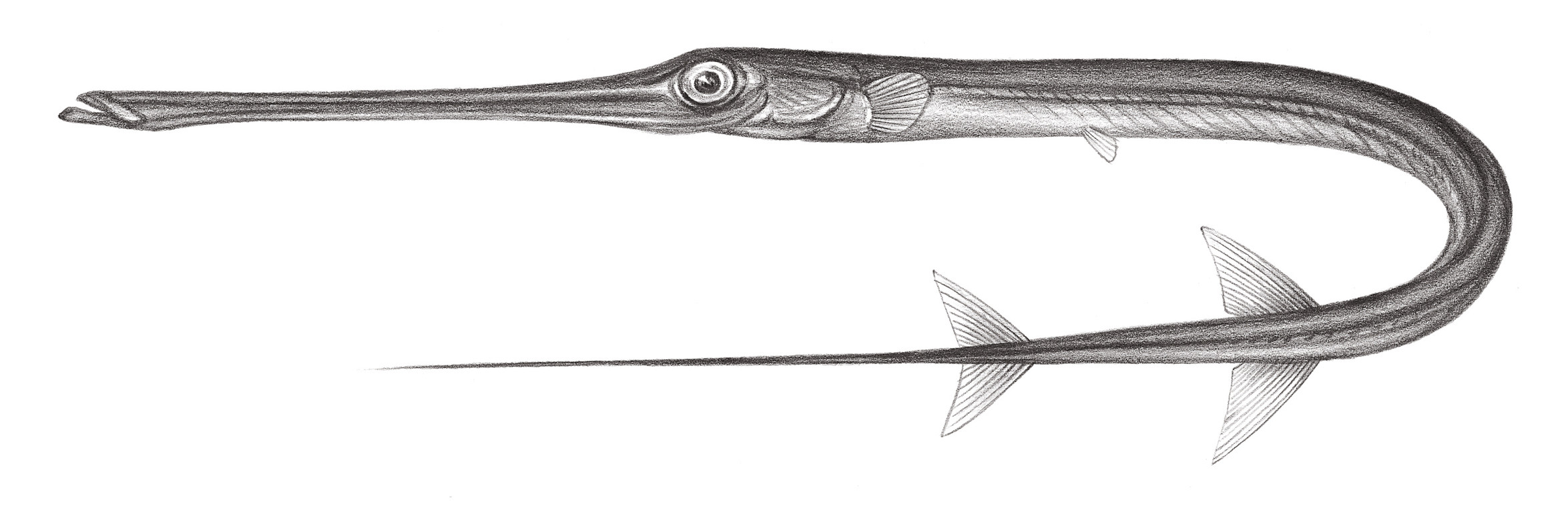 846.	康氏馬鞭魚 Fistularia commersonii Rüppell, 1838