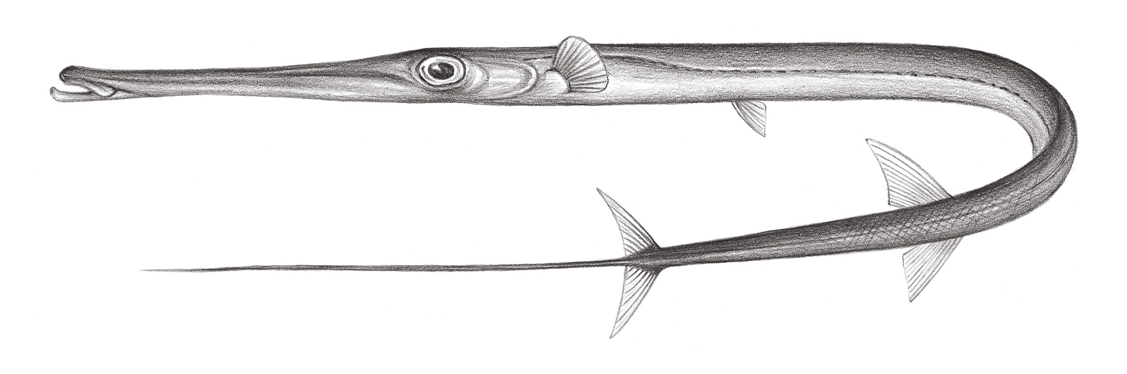 847.	馬鞭魚 Fistularia petimba Lacépède, 1803