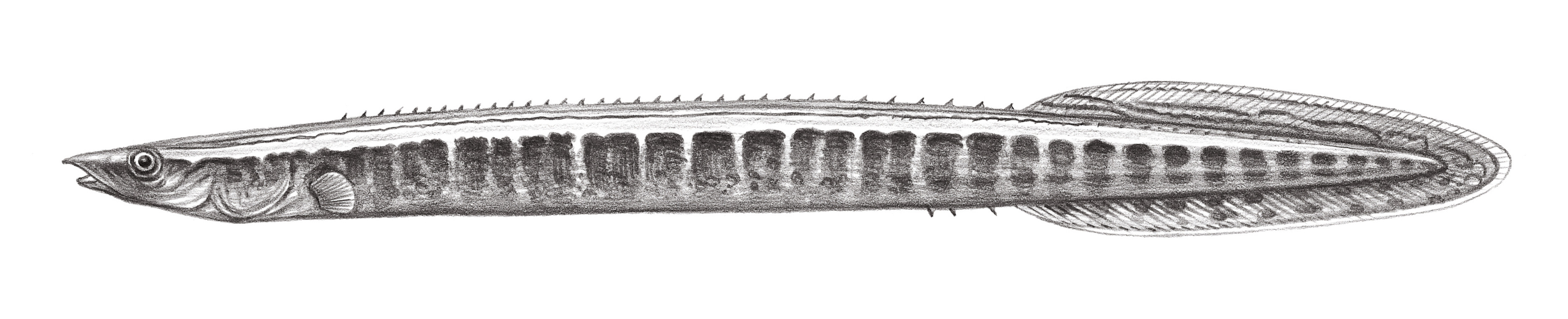 852.	長頜棘鰍 Macrognathus aculeatus (Bloch, 1786)