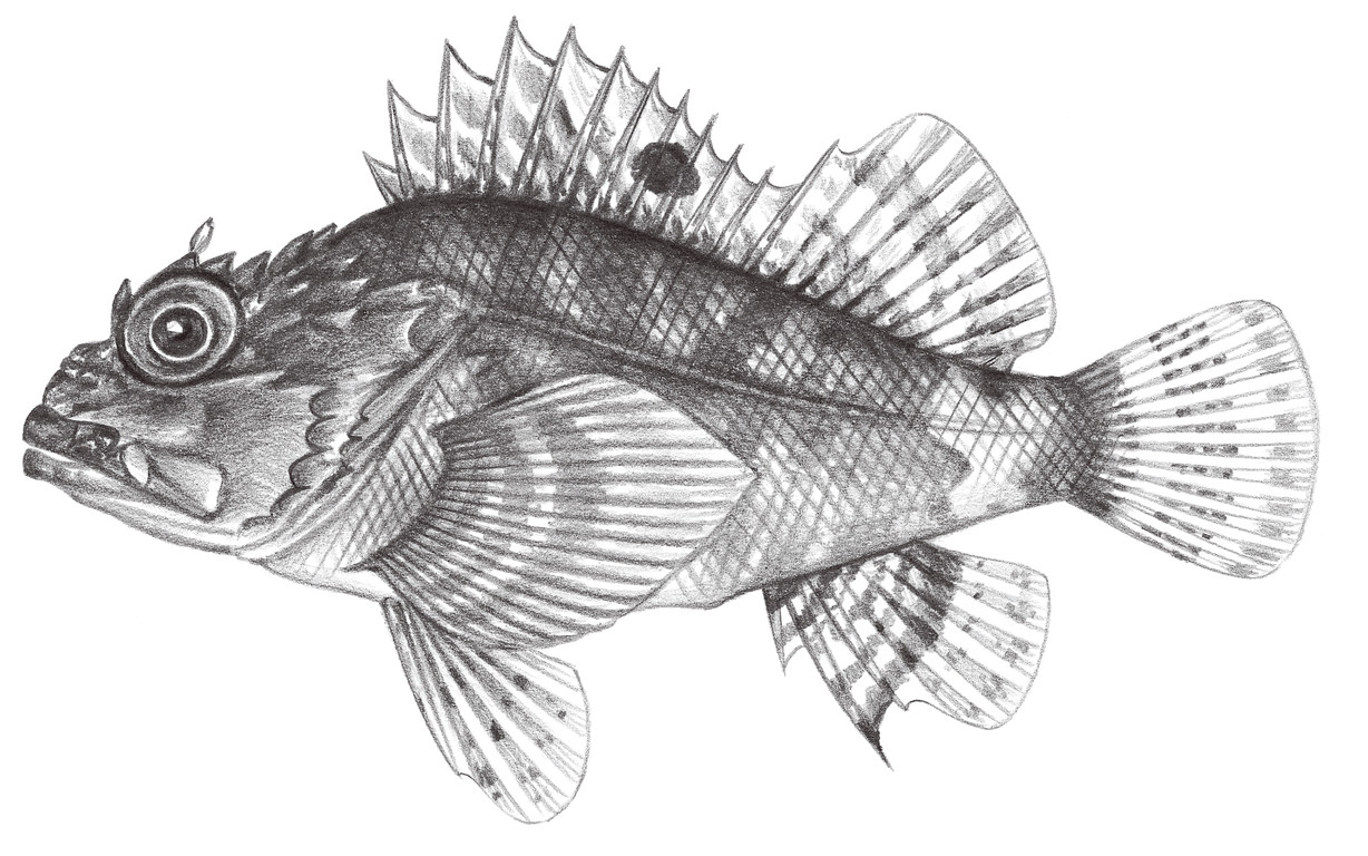 865.	斑鰭圓鱗鮋 Parascorpaena mcadamsi (Fowler, 1938)