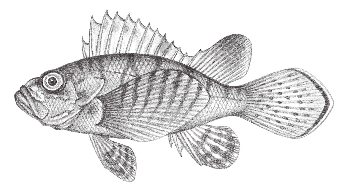 890.	鋸稜短棘簑鮋 Brachypterois serrulata (Richardson, 1846)
