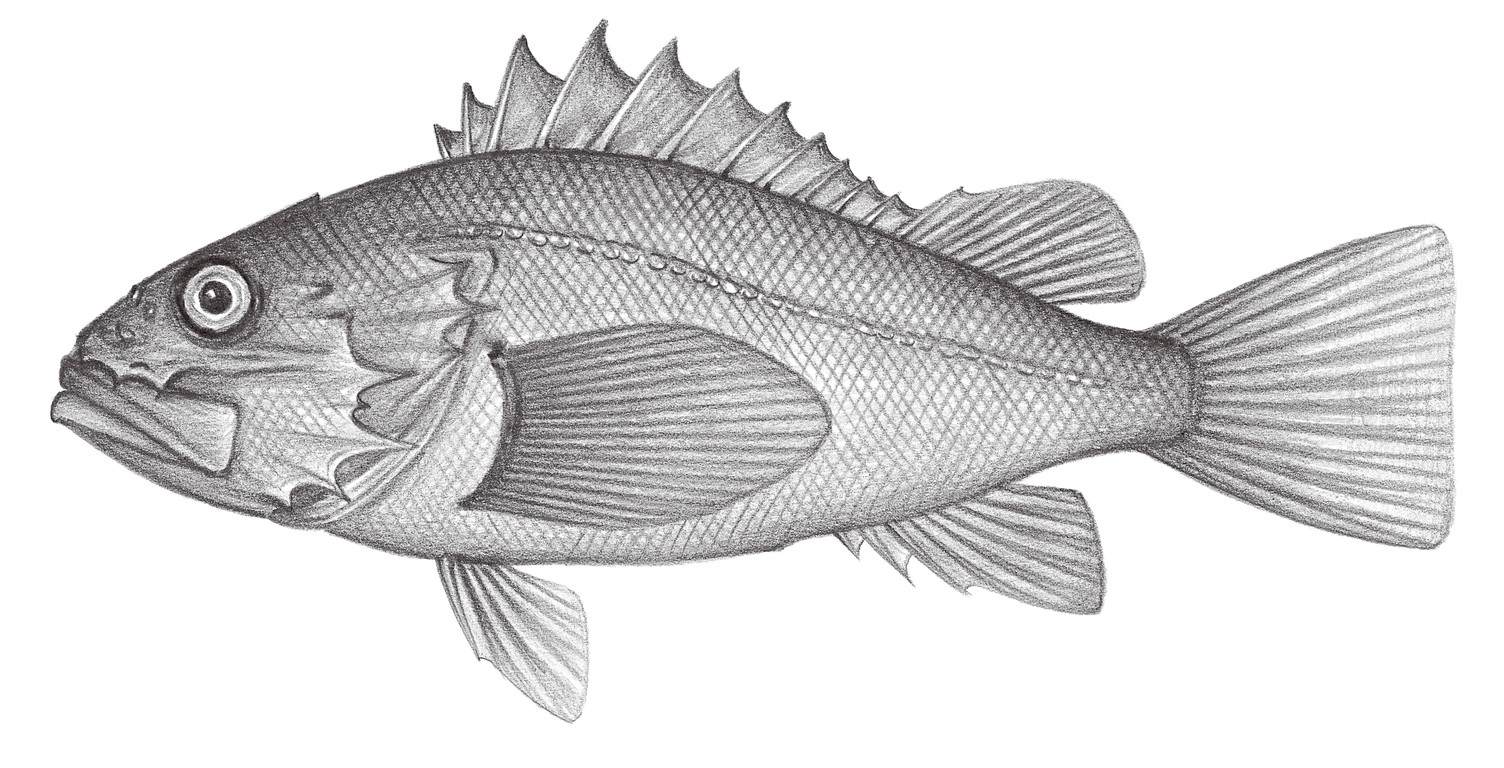 903.	長臂囊頭鮋 Setarches longimanus (Alcock, 1894)
