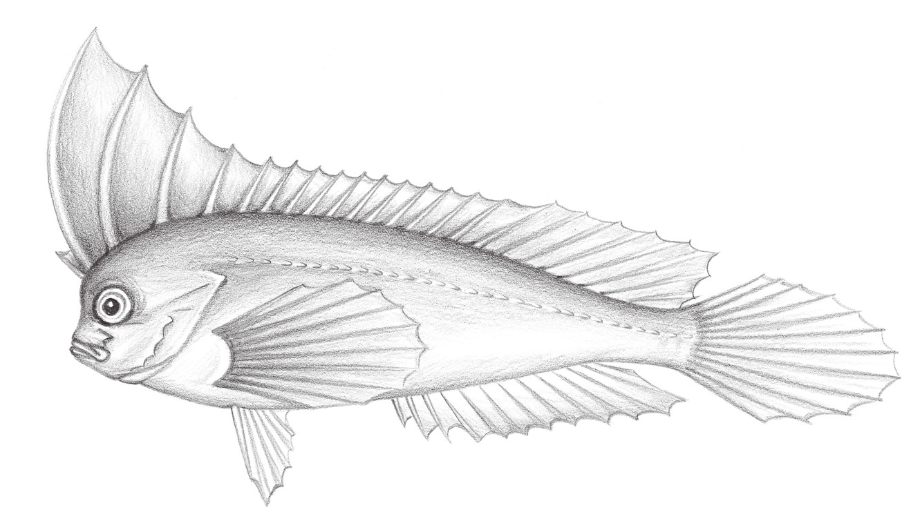 906.	長棘帆鰭鮋 Ablabys macracanthus (Bleeker, 1852)