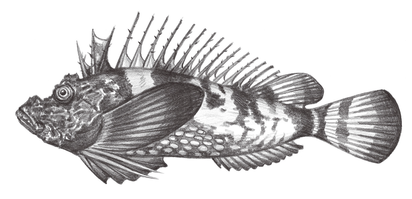 918.	中華鬼鮋 Inimicus sinensis (Valenciennes, 1833)