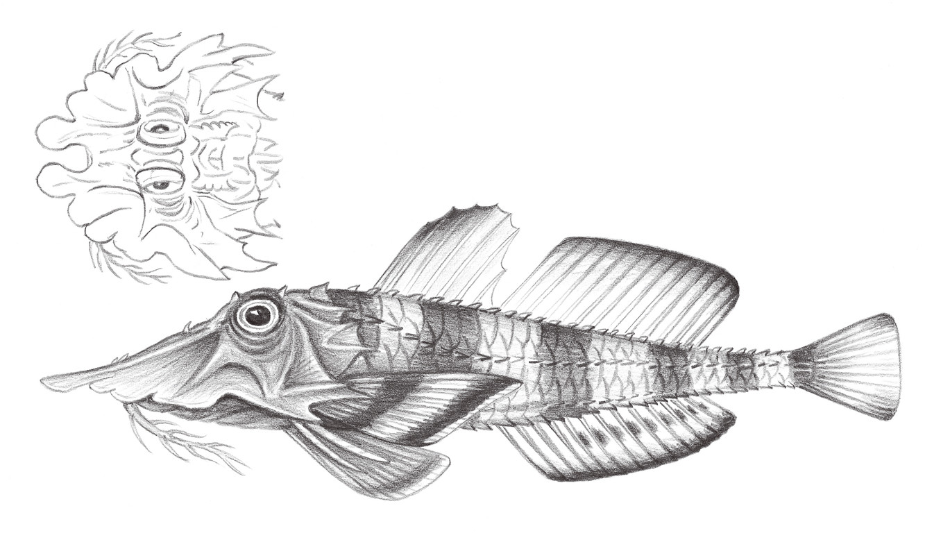 926.	波面黃魴鮄 Gargariscus prionocephalus (Dümeril, 1868)