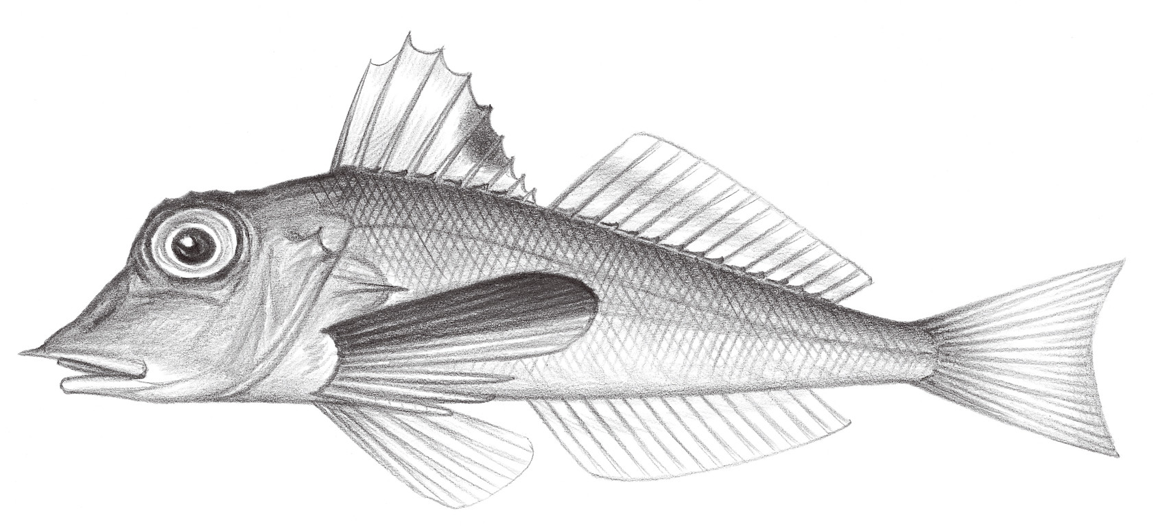 936.	深海紅娘魚 Lepidotrigla abysalis Jordan & Starks, 1904