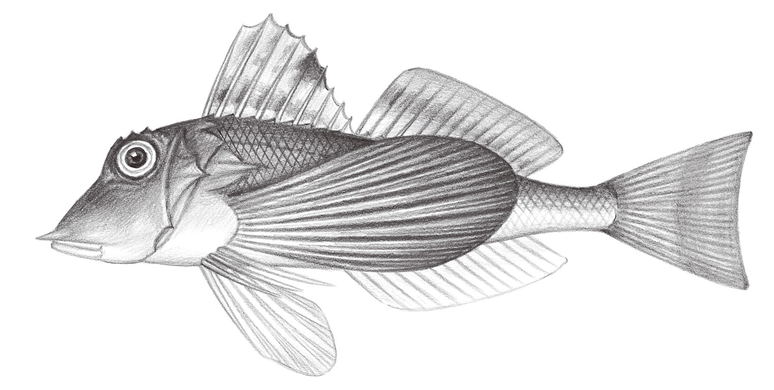 940.	日本紅娘魚 Lepidotrigla japonica (Bleeker, 1857)