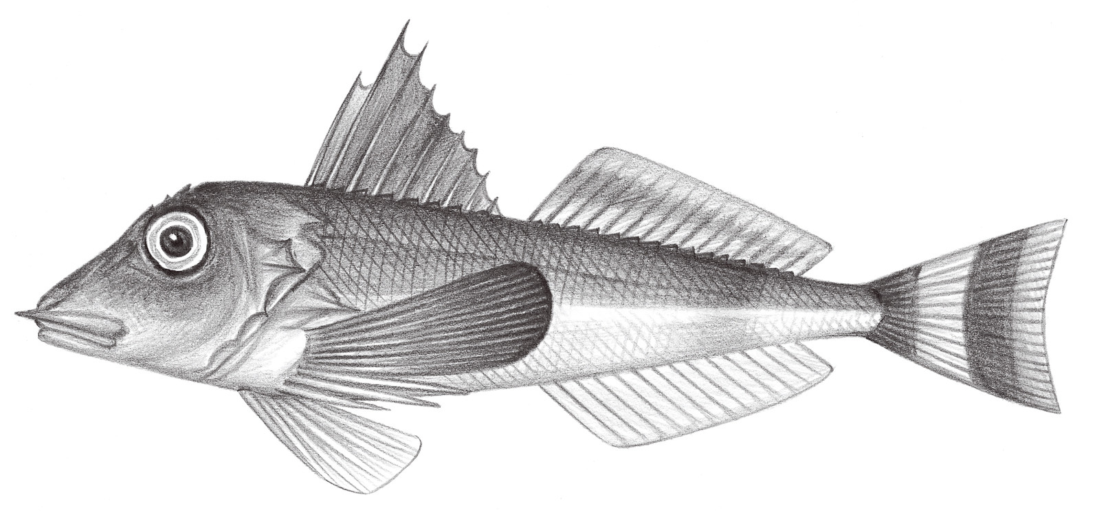 943.	斑鰭紅娘魚 Lepidotrigla punctipectoris Fowler, 1938