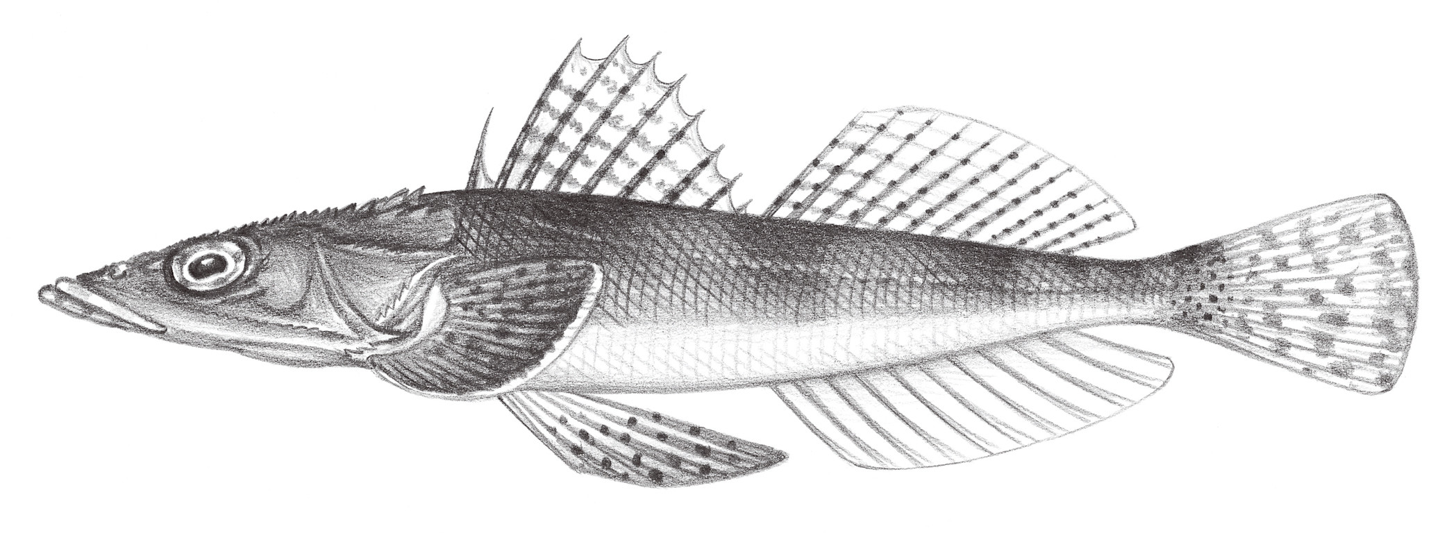 958.	癅眶棘鯒 Sorsogona tuberculatus (Cuvier, 1829)
