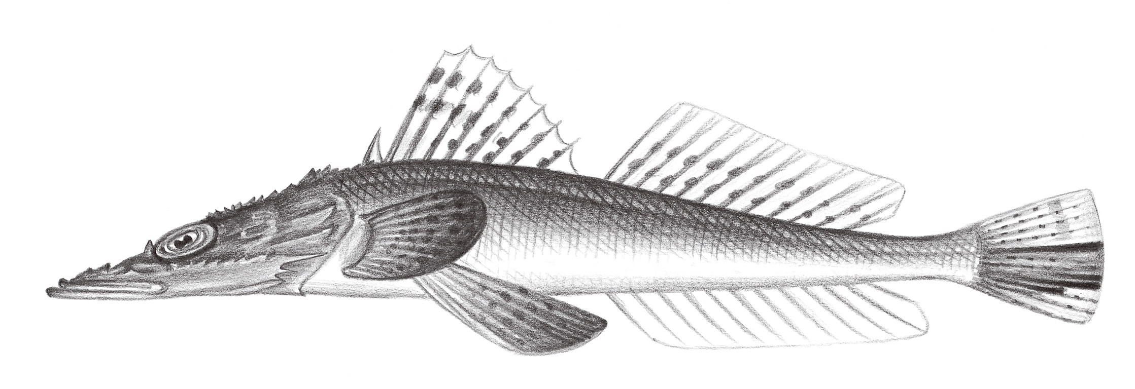 960.	大棘大眼鯒 Suggrundus macracanthus (Bleeker, 1869)
