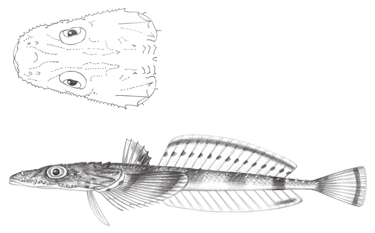 966.	橫帶針鯒 Hoplichthys fasciatus Matsubara, 1937
