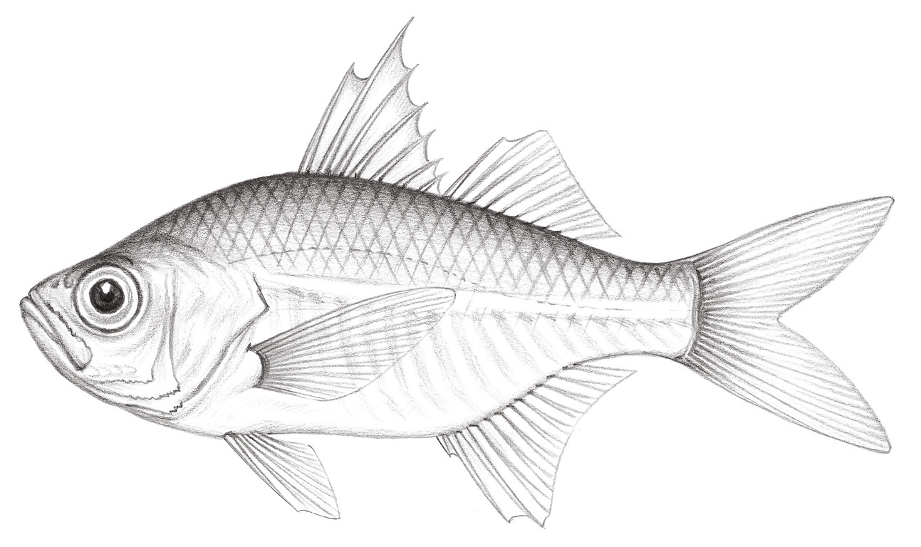 974.	大棘雙邊魚 Ambassis macrocanthus (Bleeker, 1849)