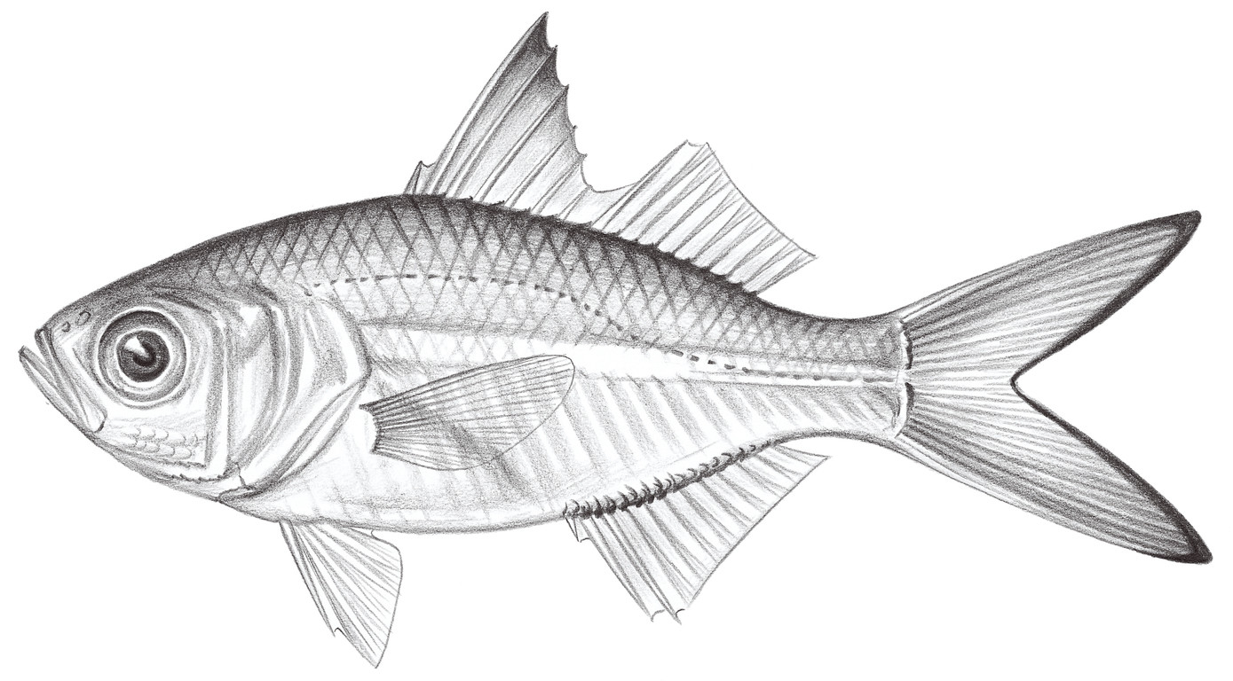 975.	尖棘雙邊魚 Ambassis miops Günther, 1872