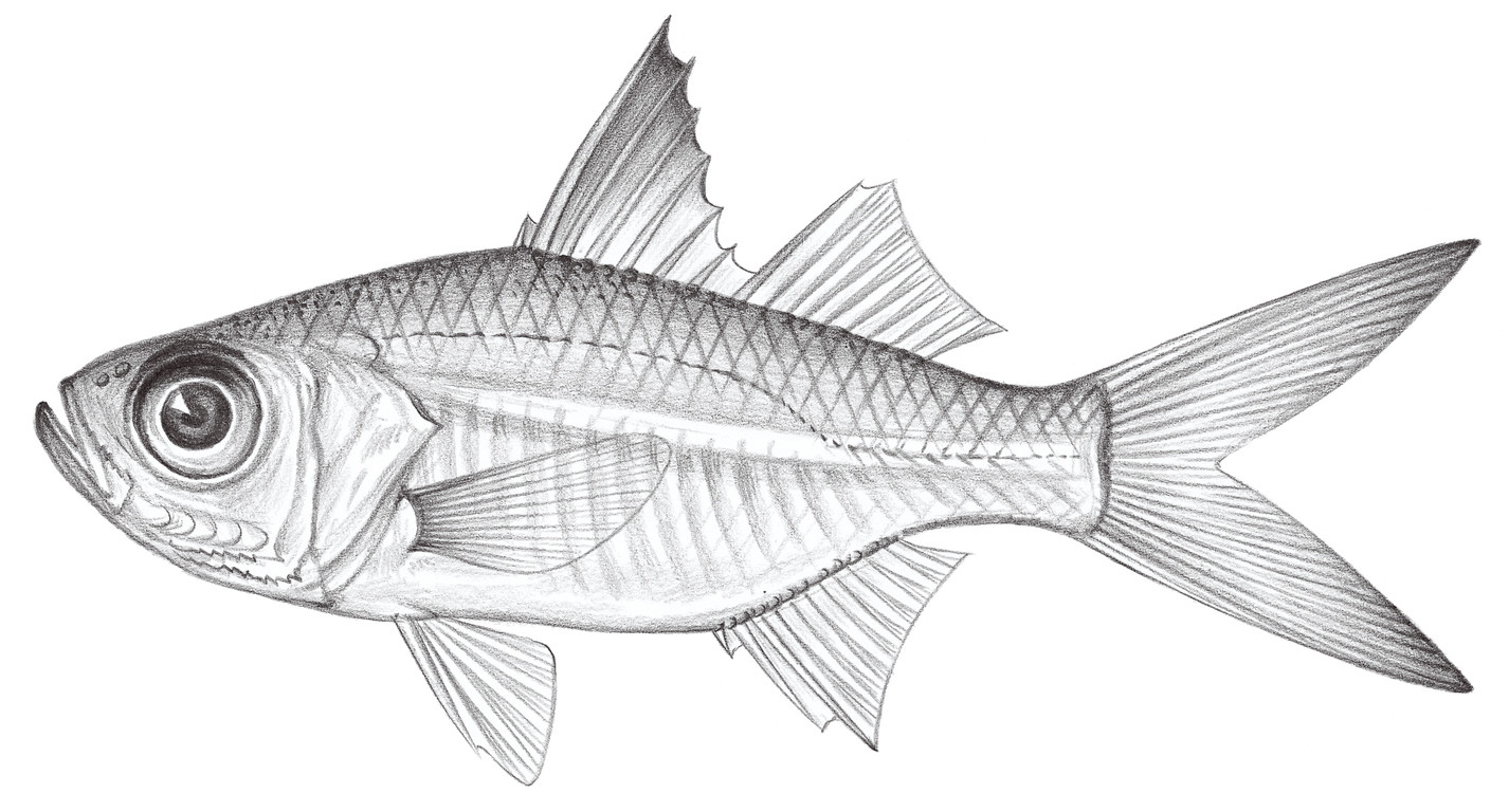 976.	細尾雙邊魚 Ambassis urotaenia Bleeker, 1852