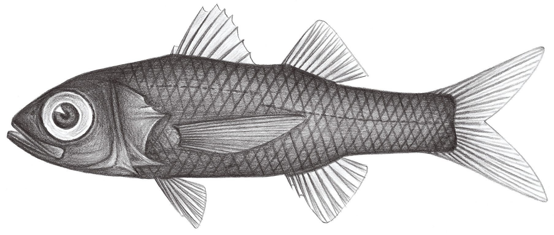 Howella OceanTag 學習網