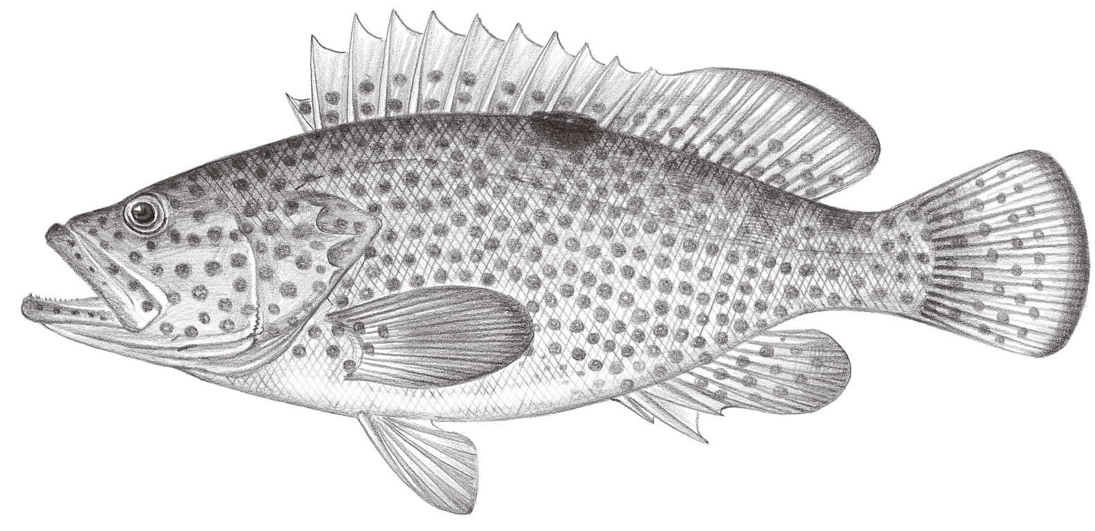 1013.	赤點石斑魚 Epinephelus akaara (Temminck & Schlegel, 1842)