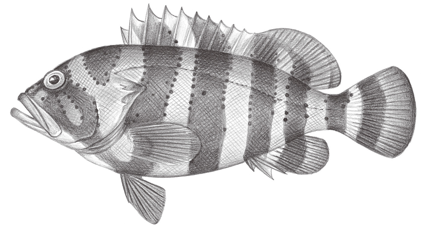 1014.	尖頭石斑魚 Epinephelus amblycephalus (Bleeker, 1857)