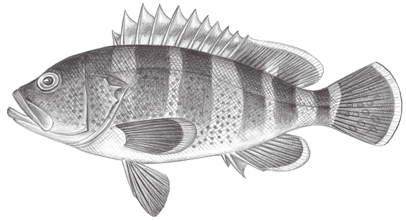 1016.	青石斑魚 Epinephelus awoara (Temminck & Schlegel, 1842)