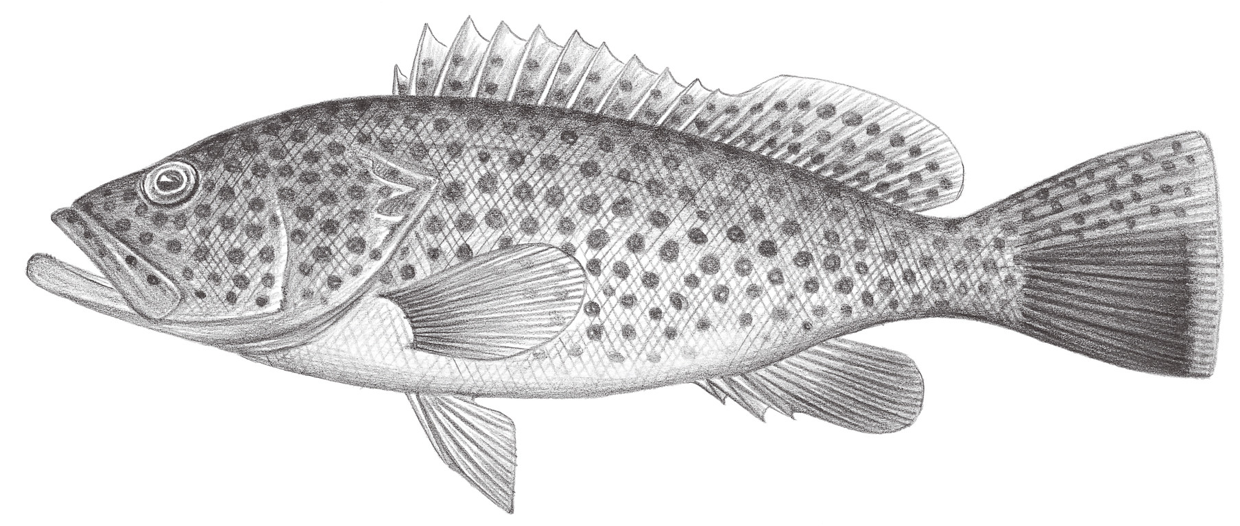 1017.	布氏石斑魚 Epinephelus bleekeri (Vaillantet, 1878)