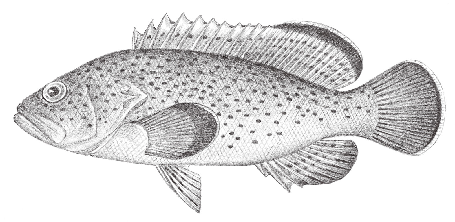 1018.	點列石斑魚 Epinephelus bontoides (Bleeker, 1855)