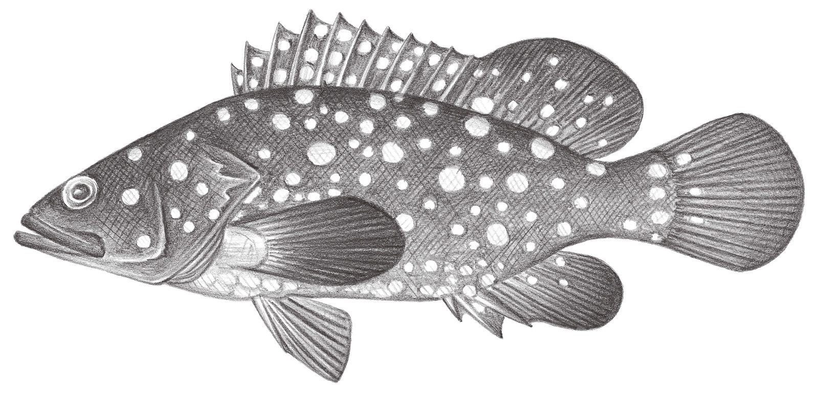 1020.	藍點石斑魚 Epinephelus caeruleopunctatus (Bloch, 1790)