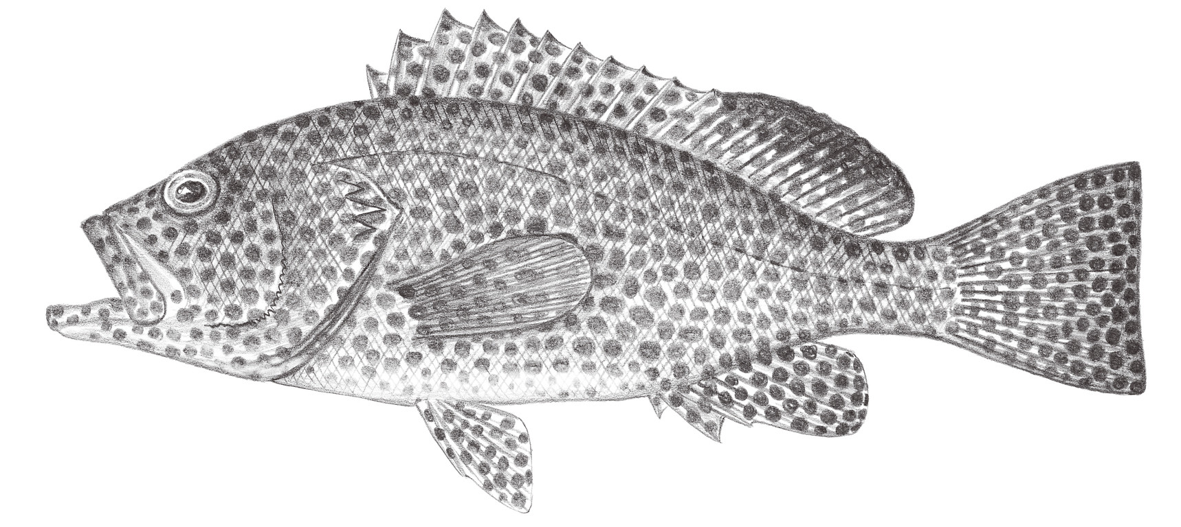 1021.	綠斑石斑魚 Epinephelus chlorostigma (Valenciennes, 1828)