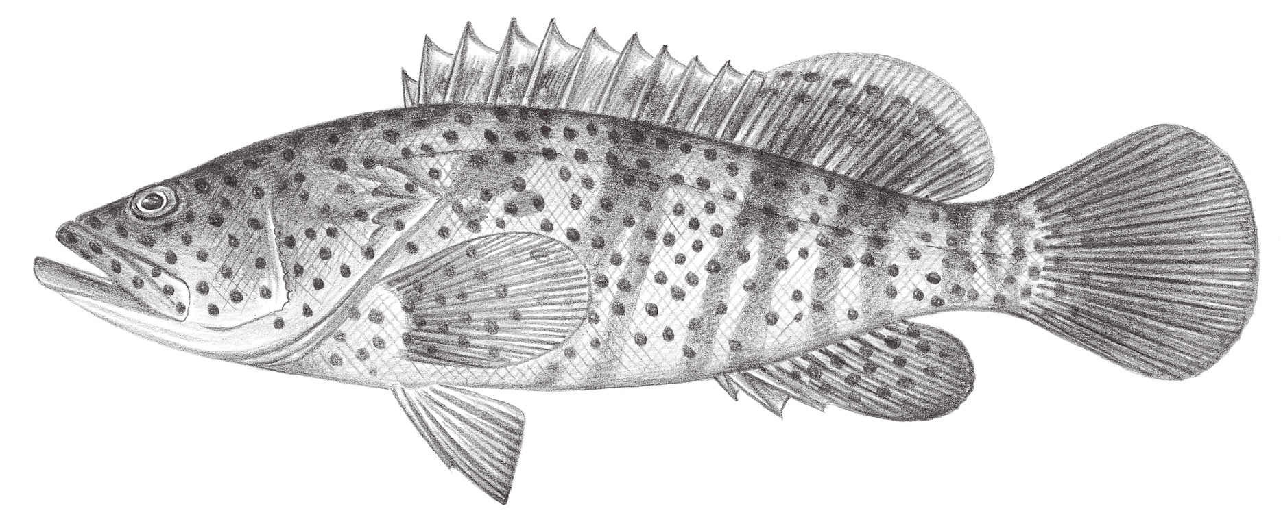 1022.	點帶石斑魚 Epinephelus coioides (Hamilton, 1822)