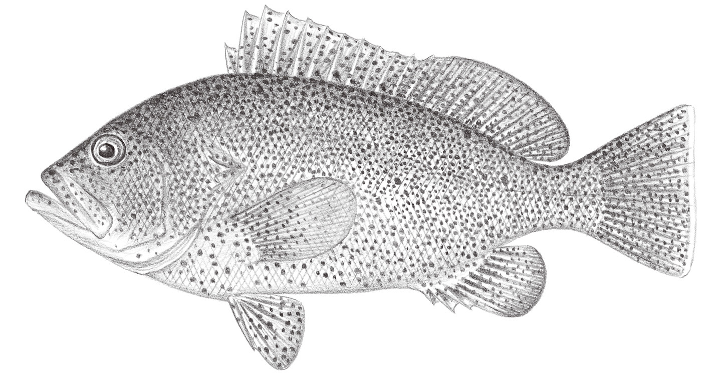 1024.	細點石斑魚 Epinephelus cyanopodus (Richardson, 1846)