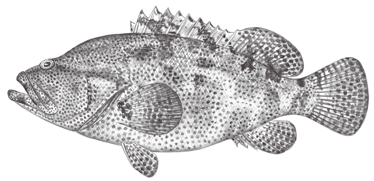 1028.	棕點石斑魚 Epinephelus fuscoguttatus (Forsskål, 1775)