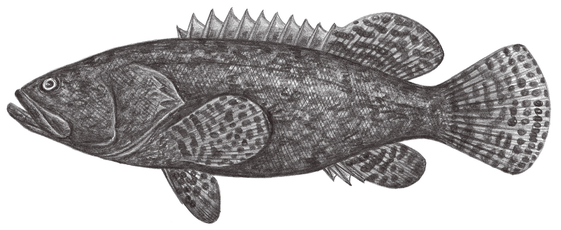 1030.	鞍帶石斑魚 Epinephelus lanceolatus (Bloch, 1790)