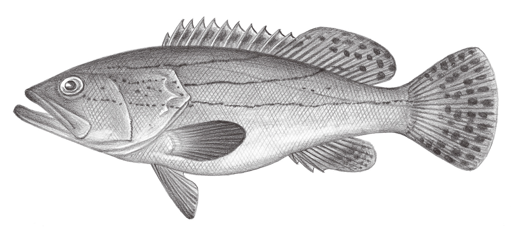 1031.	寬帶石斑魚 Epinephelus latifasciatus (Temminck & Schlegel, 1842)
