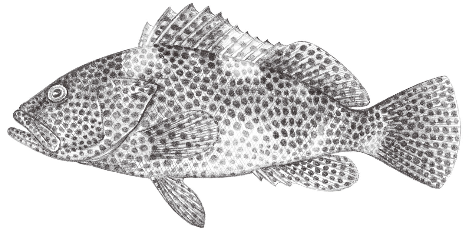 1032.	花點石斑魚 Epinephelus maculatus (Bloch, 1790)
