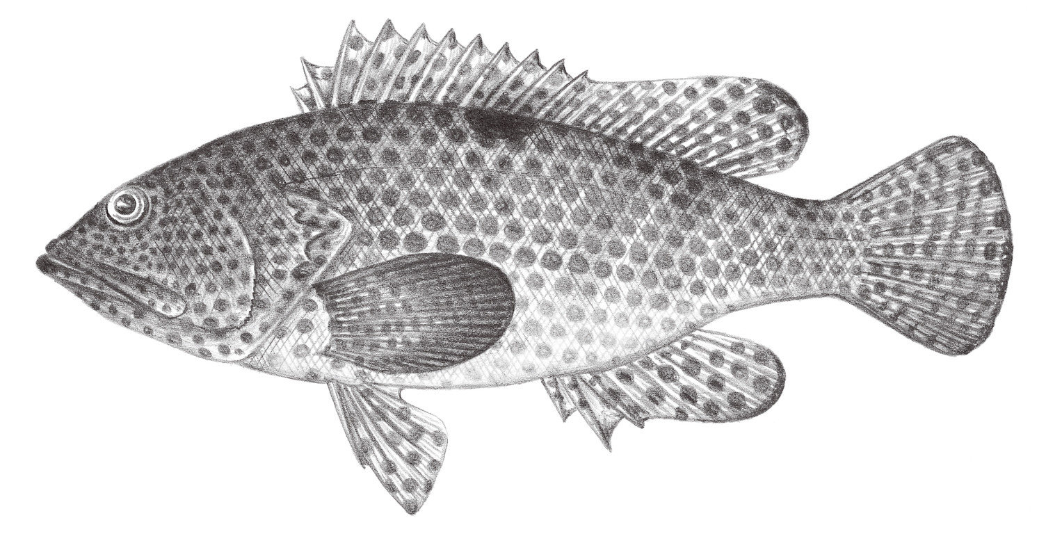 1034.	黑點石斑魚 Epinephelus melanostigma Schultz, 1953