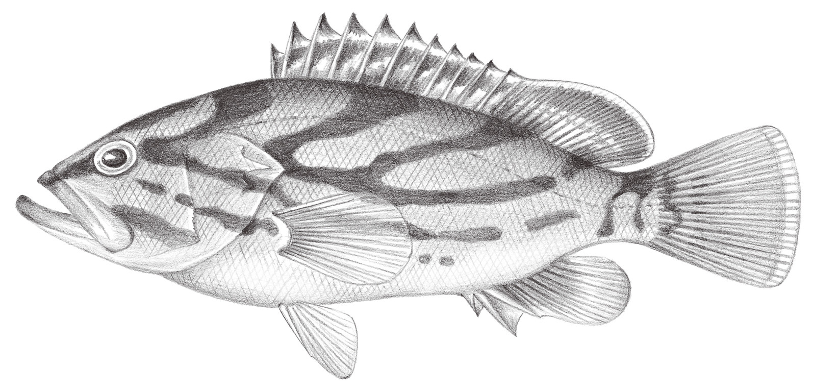 1036.	弓斑石斑魚 Epinephelus morrhua (Valenciennes, 1833)